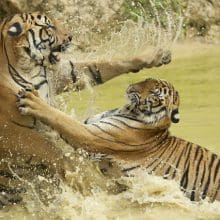 Adult Tigers Fight In The Water