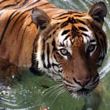 Tiger In The Water