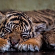 Little Sumatran Tiger Catnapping