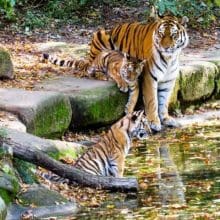 Mom and Cubs Near the Water