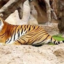 Bengal Tiger In Captivity