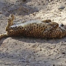 Cheetah On Back Belly Up