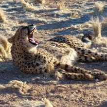 Cheetah Big Yawn