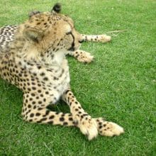 Cheetah Relaxing In Grass