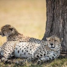 Cheetahs Relaxing Near Tree