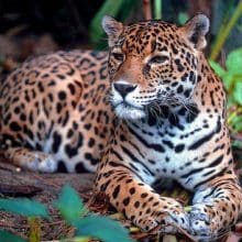 Jaguar Looking Very Intensely