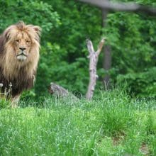 Katanga Lion In The Woods
