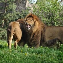 Lions In Safari