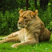 Lion Laying In Grass