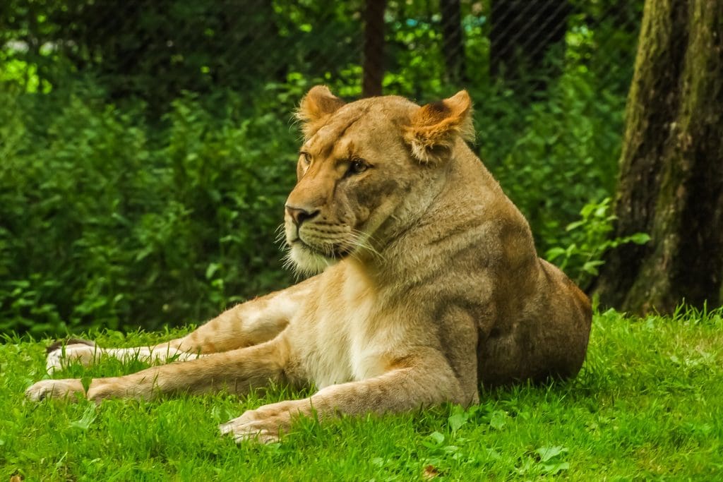 lion laying grass 3