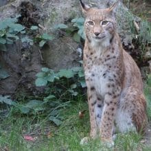 Bobcat Looking At Something