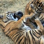 Playful Tiger Cubs