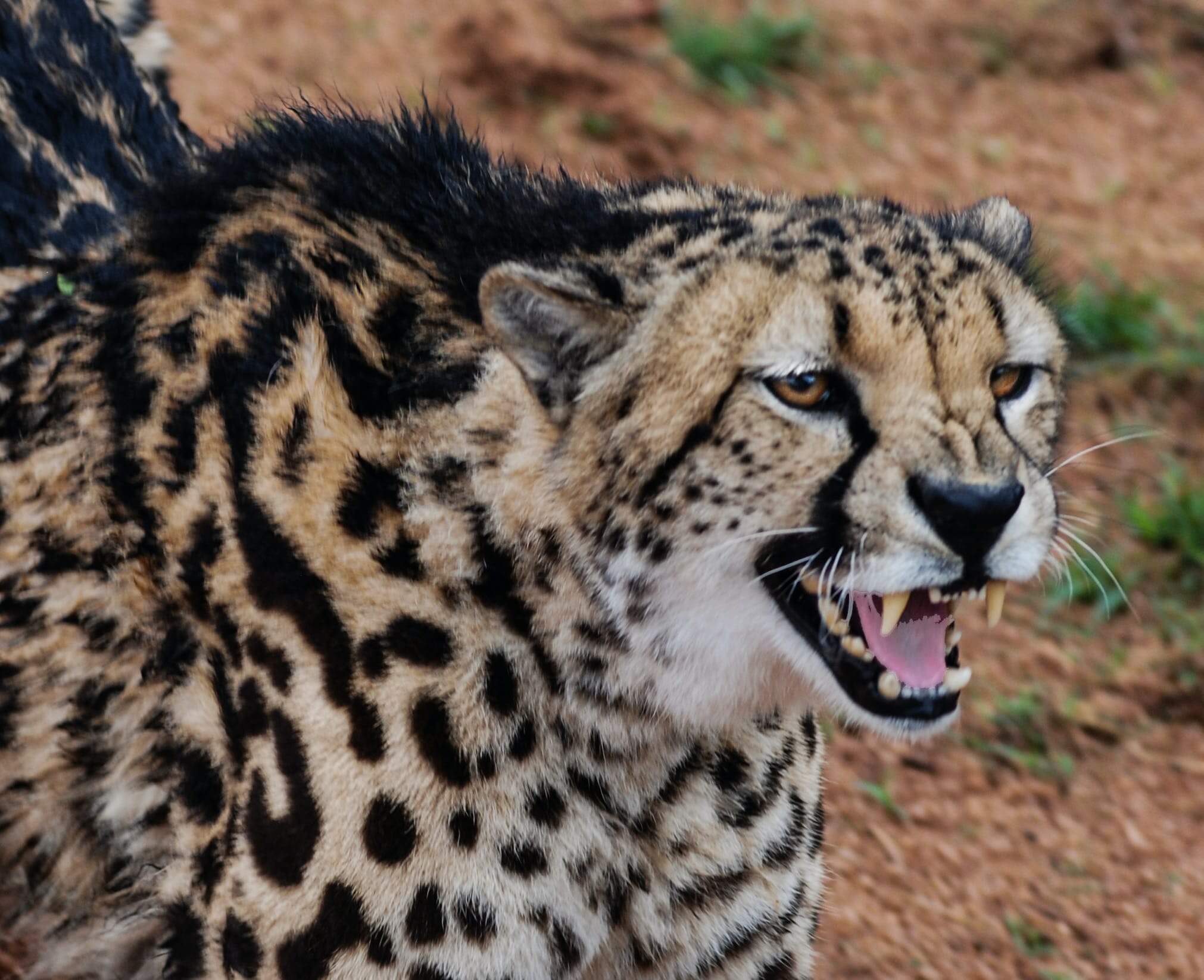 Cheetahs Meow and Purr